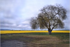 Tree In Field by Kathy Neudorf