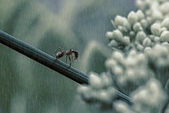 I Hate Working In The Rain by Mel Baly