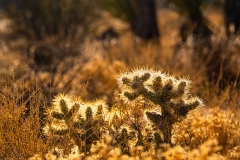 Lighted Cholla Cacti by  Carol Jackson