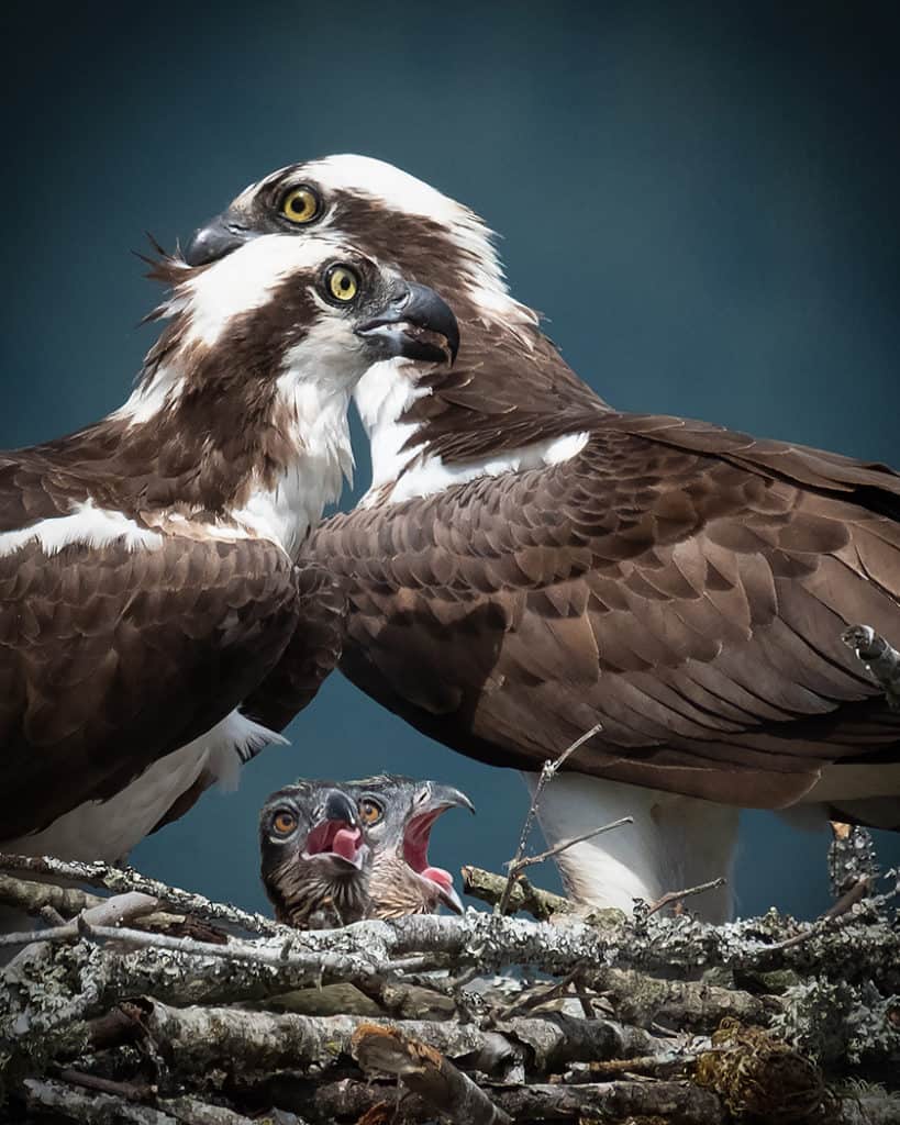 Osprey Family by Michele Broadfoot